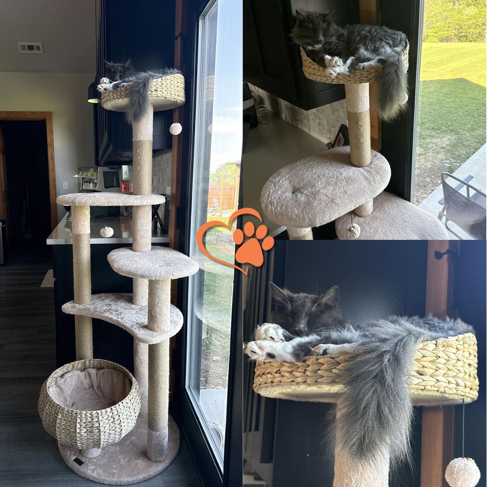65inch Cattail Cat Tree Tower, - Cat Scratching Post avis et prix