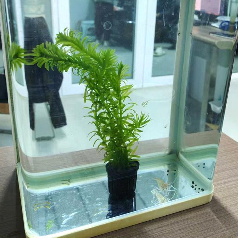 4Pcs Pet Fish Tank Landscaping - Aquarium Fish Tank avis et prix