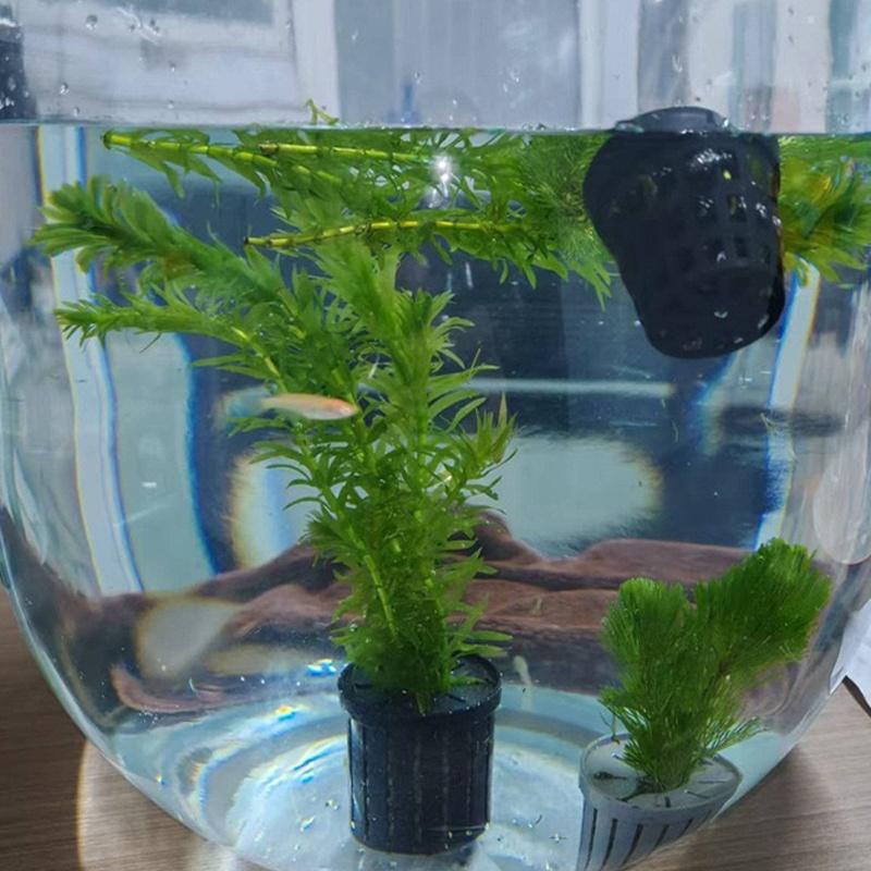 4Pcs Pet Fish Tank Landscaping - Aquarium Fish Tank avis et prix