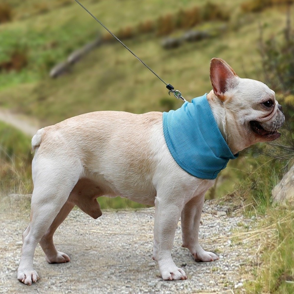 Resuable Pet Cooling Ice Towel - Dog Bandana Scarf avis et prix