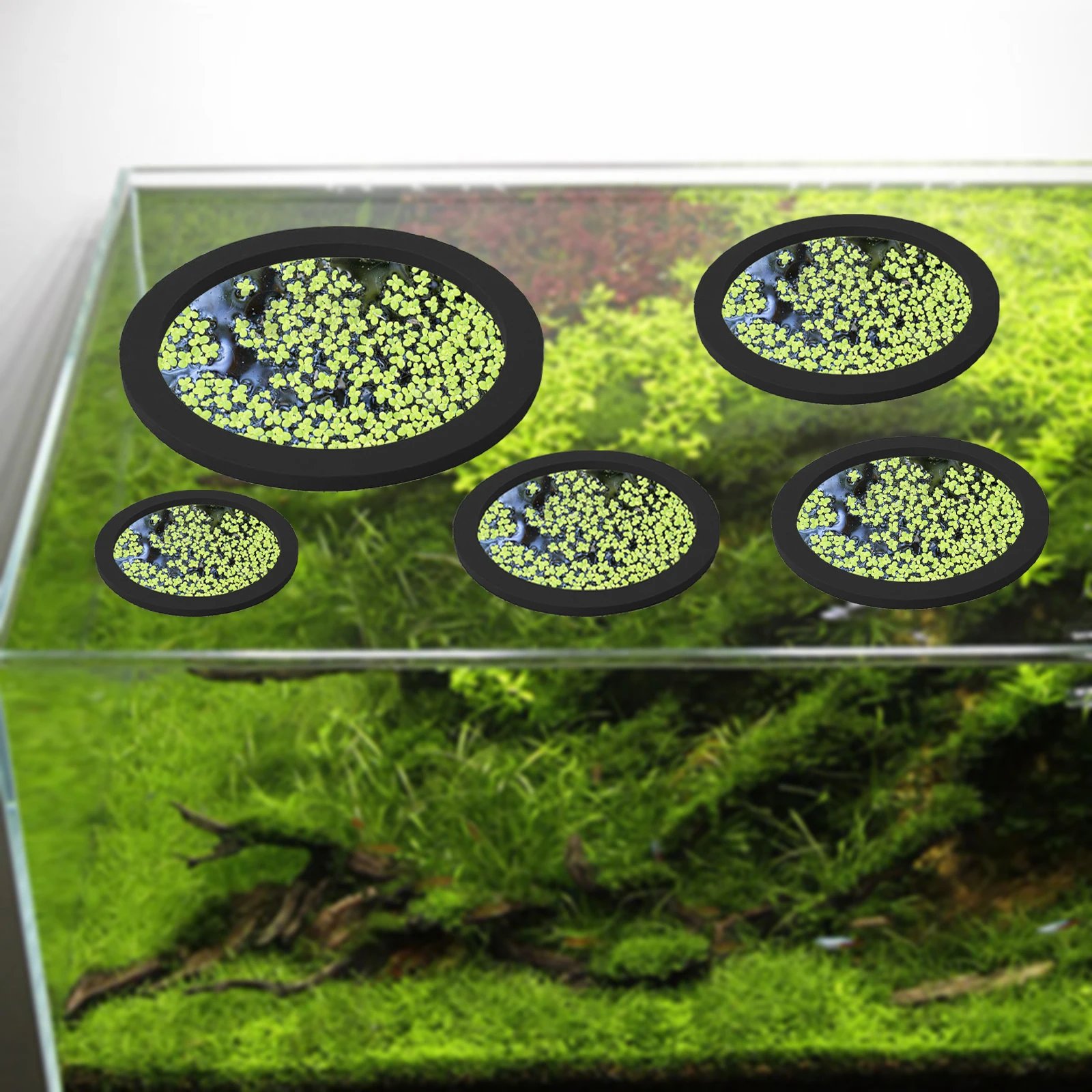 5Pcs EVA Fish Feeding Ring Aqu - Aquarium Fish Tank avis et prix
